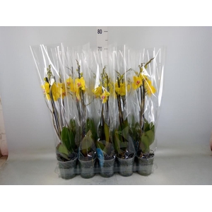 Phalaenopsis   ...