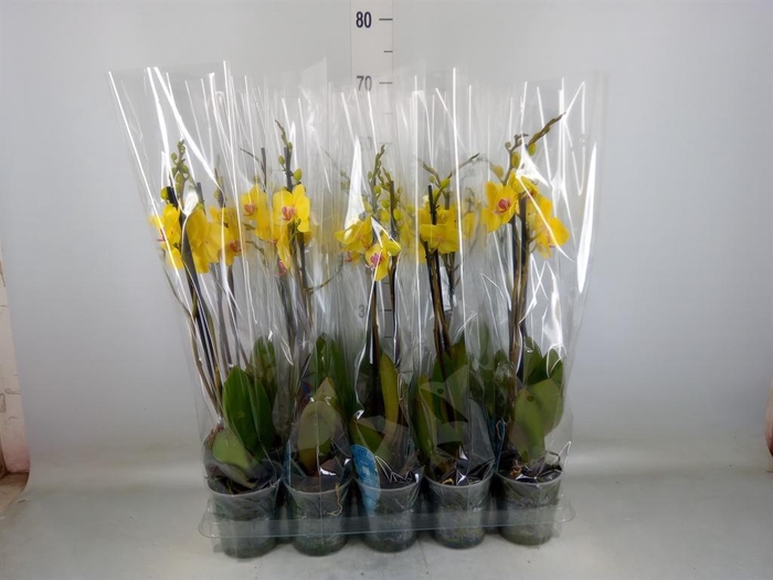 <h4>Phalaenopsis   ...</h4>