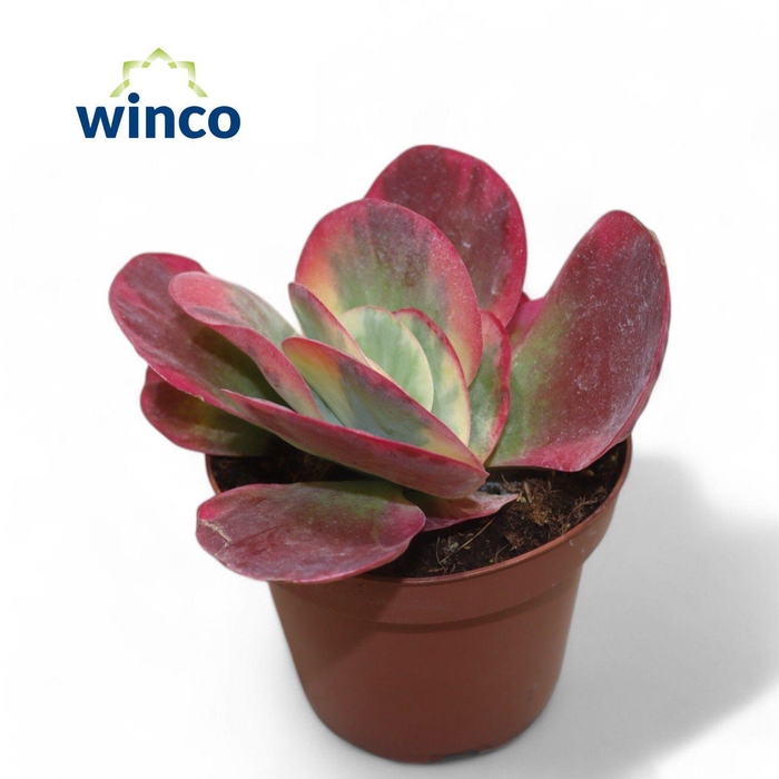<h4>Kalanchoe Thyrsiflora Variegata (red)</h4>