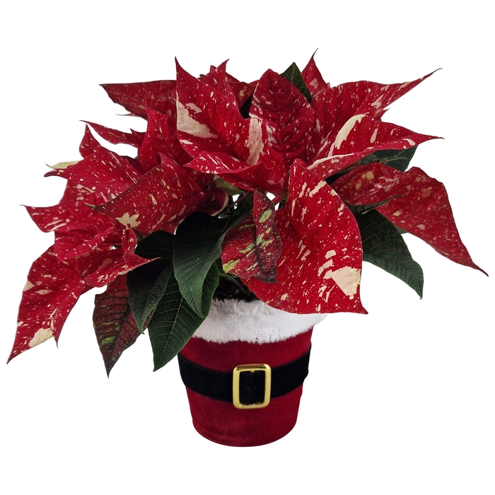 <h4>EUPHOR P SUP NEW GLI</h4>