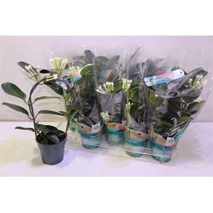 arr8 Steph Fl Ov Mirror