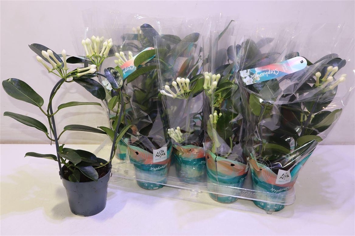 <h4>arr8 Steph Fl Ov Mirror</h4>