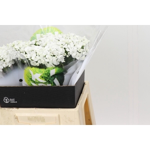 Dianthus Br Kiwi Bunny XXL