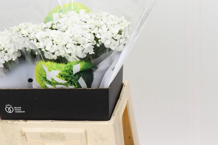 <h4>Dianthus Br Kiwi Bunny XXL</h4>