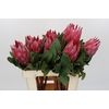 Protea Cynaroides Madiba