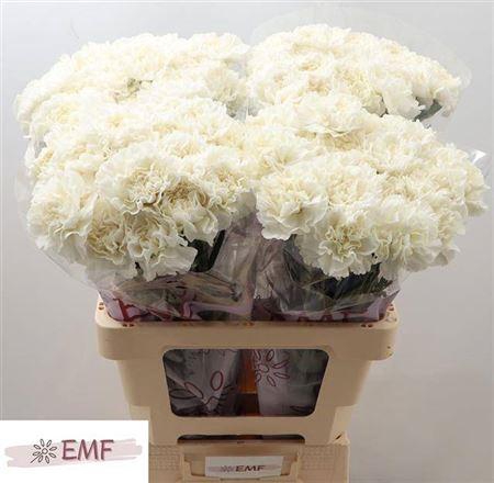 <h4>Di St Everest</h4>