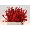 Ilex Rood