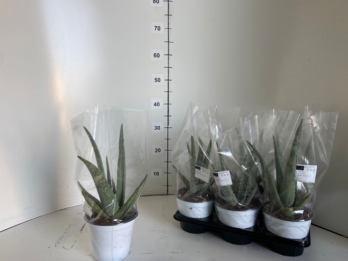<h4>ALOE VERA</h4>