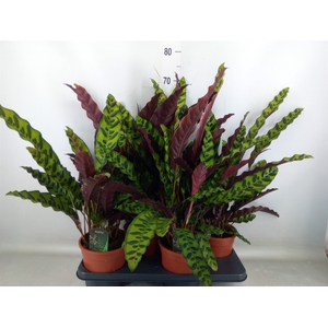 Calathea lancifolia