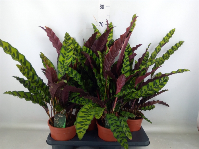 <h4>Calathea lancifolia</h4>