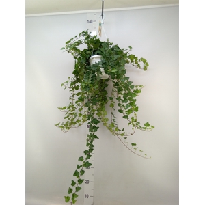 Hedera helix 'Wonder'