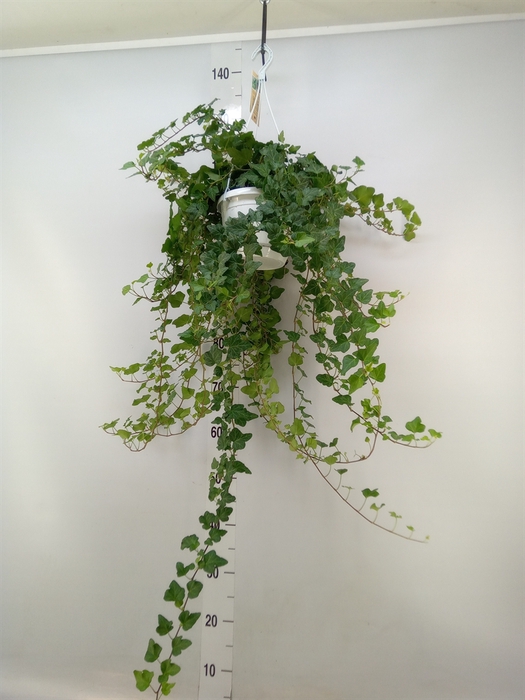 <h4>Hedera helix 'Wonder'</h4>