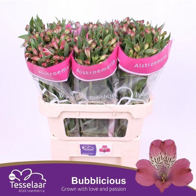 <h4>ALSTR BUBBLICIOUS</h4>