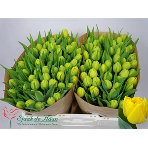 Tu Du Double Trouble