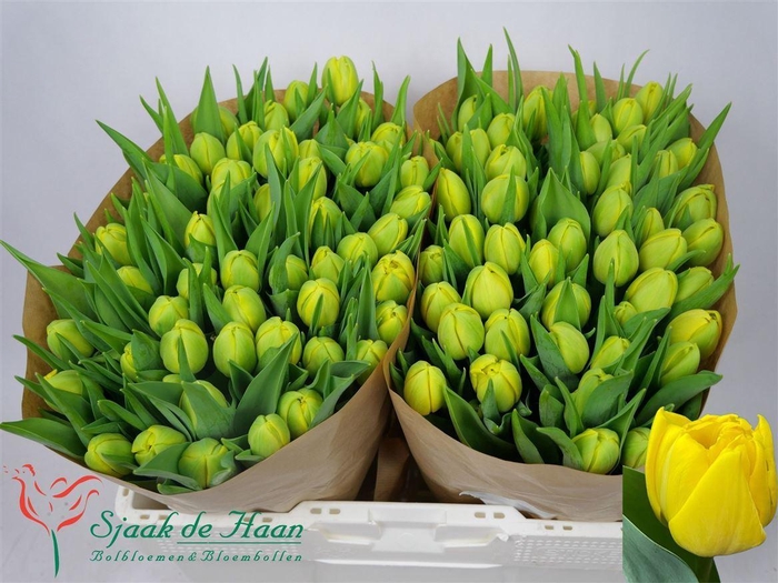 <h4>Tu Du Double Trouble</h4>