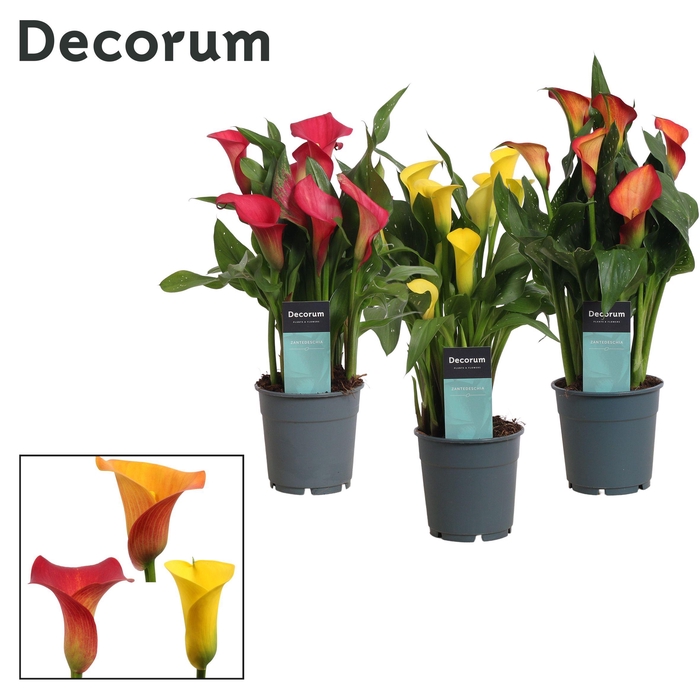 <h4>Zantedeschia Sunny Mix (Decorum)</h4>