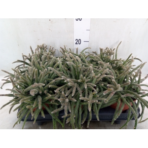 Rhipsalis baccifera subsp. horrida