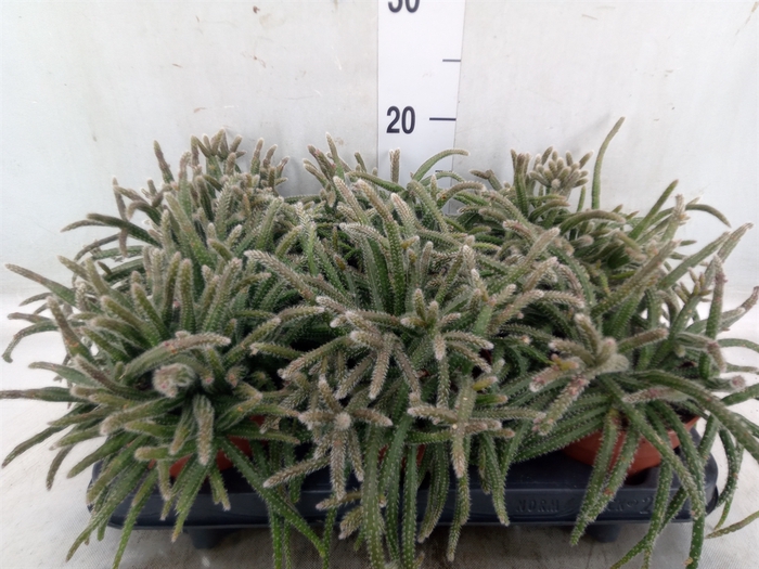 <h4>Rhipsalis baccifera subsp. horrida</h4>