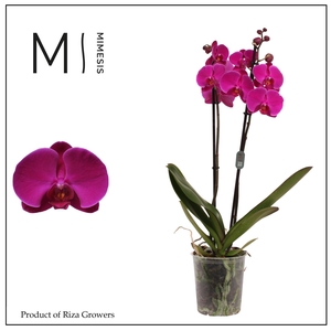 Phalaenopsis Midnight Rambler 2 spike – 12cm | Mimesis