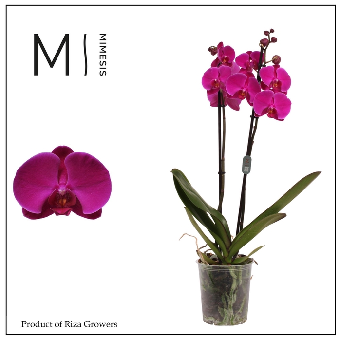 <h4>Phalaenopsis Midnight Rambler 2 spike – 12cm | Mimesis</h4>