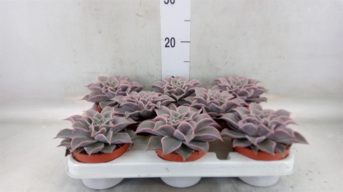 <h4>Echeveria   ...</h4>