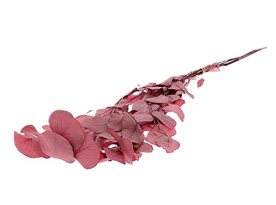 Bunch Euca Populus Bleka Pres. 60g L60