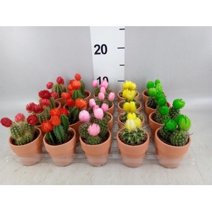 Cactus   ...decorated
