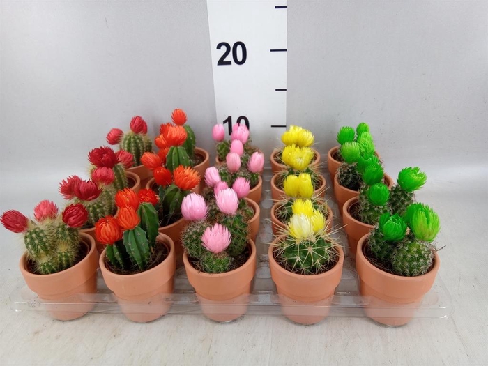 <h4>Cactus   ...decorated</h4>