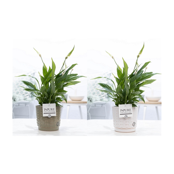 <h4>Spathiphyllum in P&PURE Floor ceramics ass. 2</h4>
