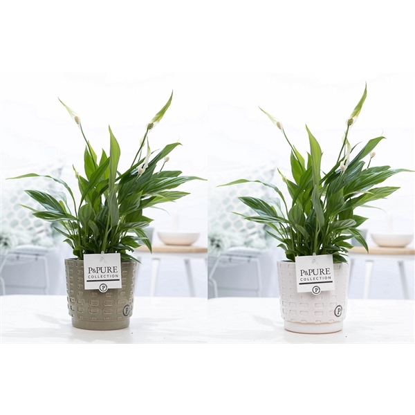 <h4>Spathiphyllum in P&PURE Floor ceramics ass. 2</h4>