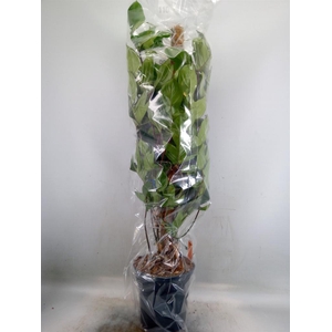 Philodendron pedatum