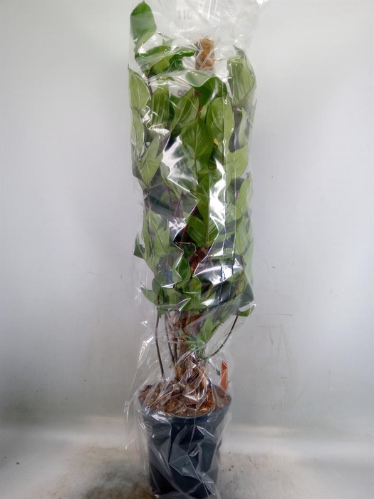 <h4>Philodendron pedatum</h4>