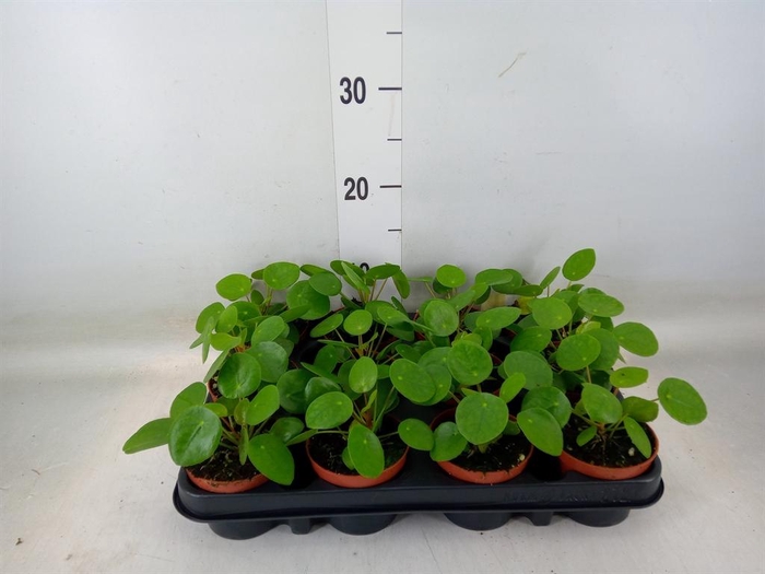 <h4>Pilea peperomioides</h4>