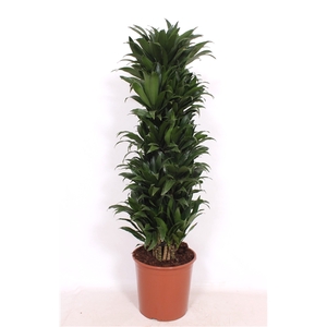 Dracaena Compacta