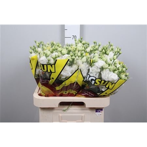 Eus G Alissa Pure White