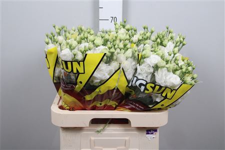 <h4>Eus G Alissa Pure White</h4>