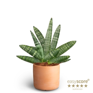 SANSEVIERIA BONCELLENSIS P10