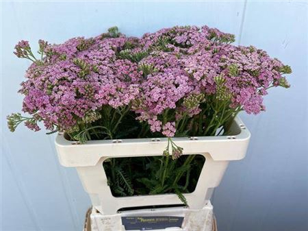<h4>Achil Pink Lady</h4>