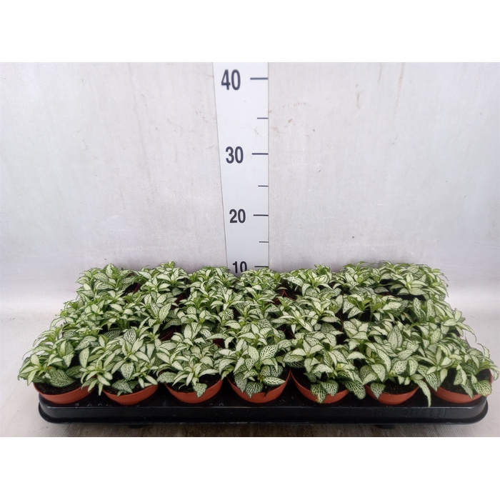 <h4>Fittonia  'Mosaic White Forest Fla'</h4>