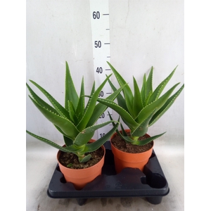 Aloe   ...