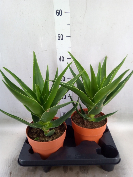 <h4>Aloe   ...</h4>