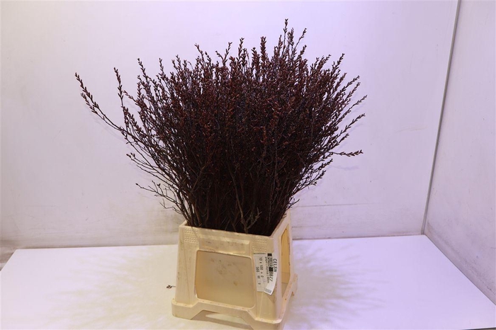 <h4>Myrica Gale</h4>