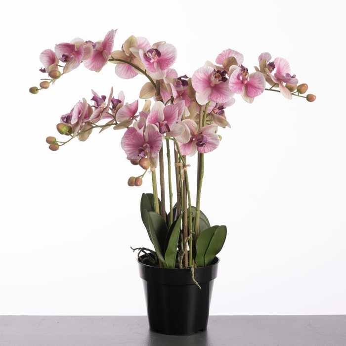 <h4>AF Phalaen x5 pot 66cm Pink</h4>