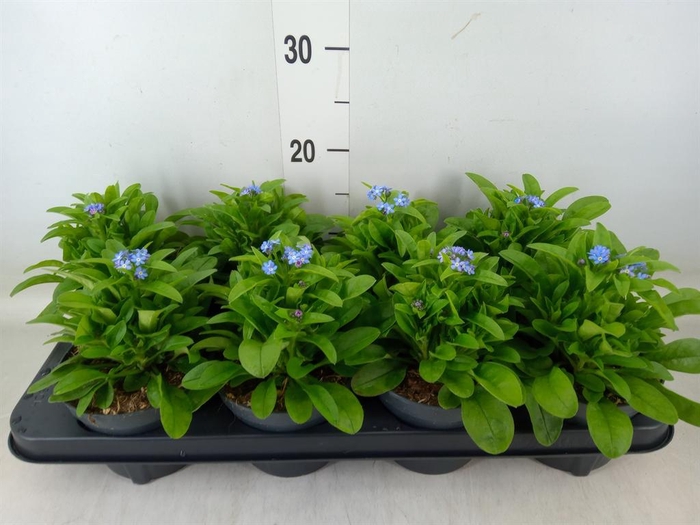 <h4>Myosotis sylv. 'Mon Amie'</h4>