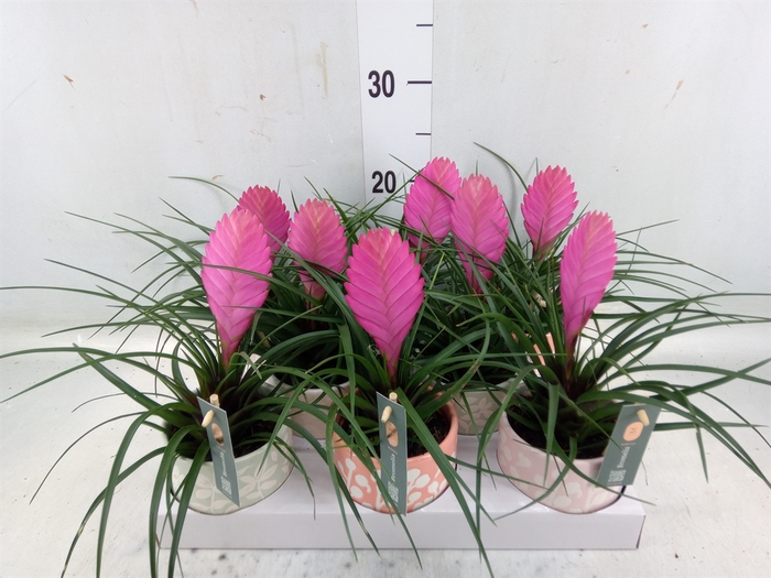 <h4>Tillandsia cyanea 'Vincent'</h4>