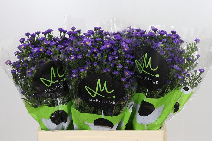 <h4>Aster Teeny Tiny Blue</h4>