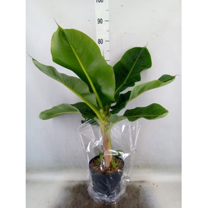 Musa  'Dwarf Cavendish'