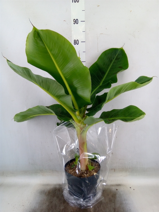 <h4>Musa  'Dwarf Cavendish'</h4>