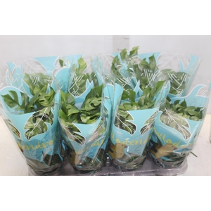 PHILODENDRON MINIMA P15