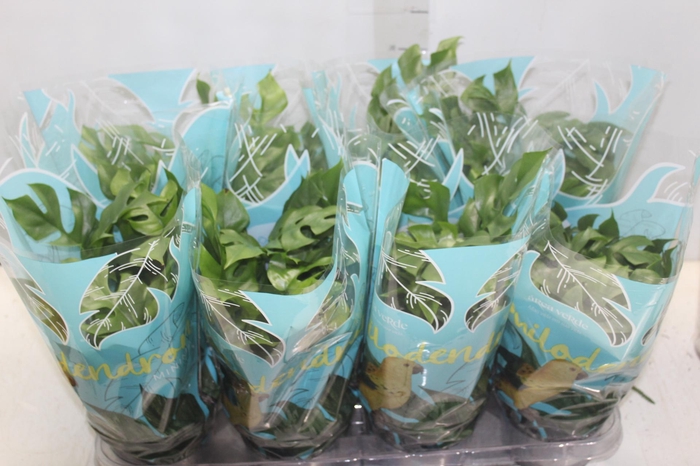 <h4>PHILODENDRON MINIMA P15</h4>